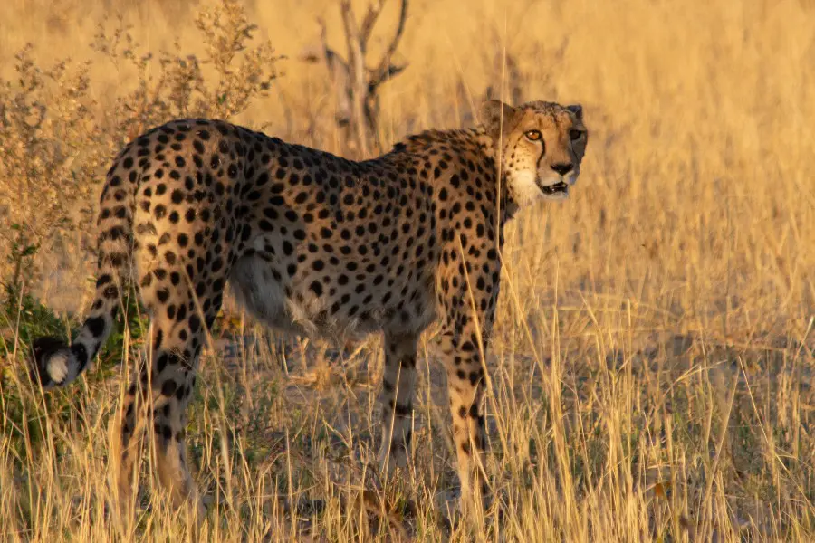 Cheetah standing in golden grass in Botswana's Okavango Delta | Go2Africa