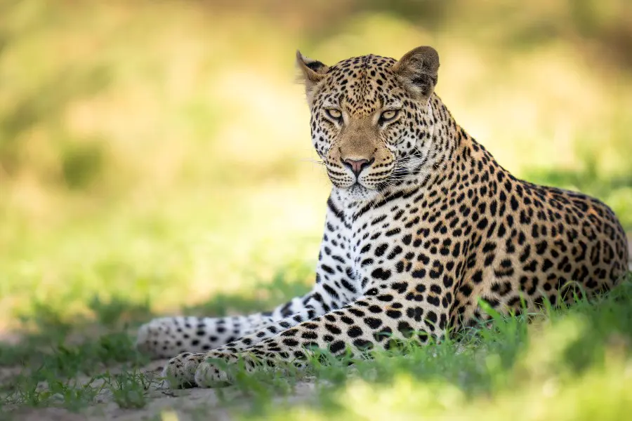 Leopard resting in the shade | Go2Africa