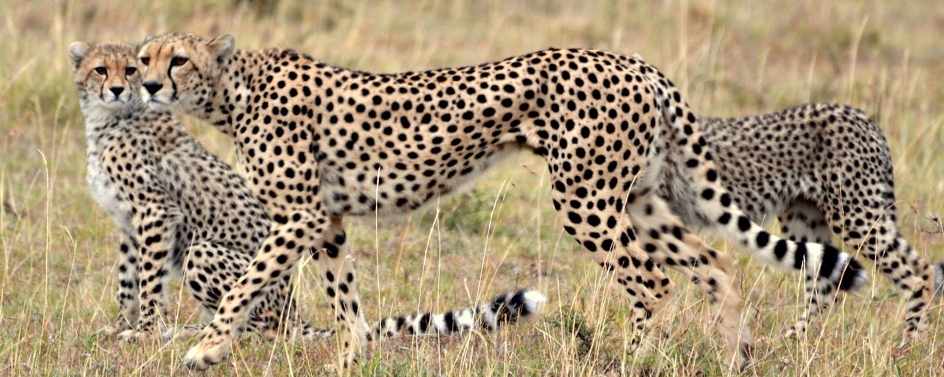 em-cheetah