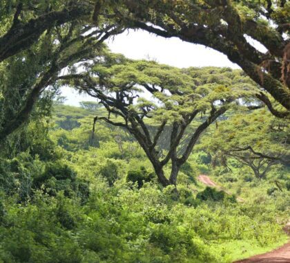 Vehículos para safaris en África: Qué esperar de su viaje