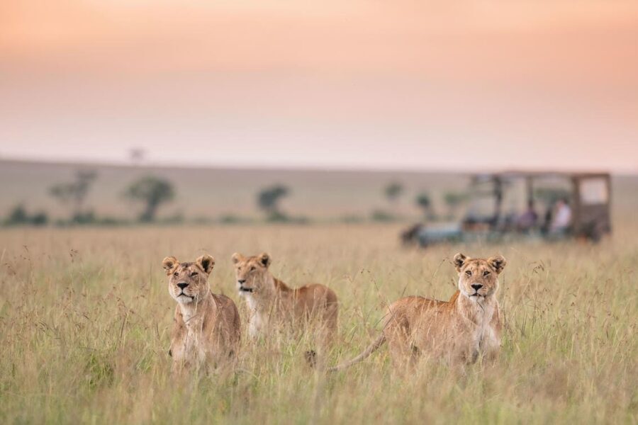 Tres leones de pie en el Mara, un vehículo de safari en la distancia 