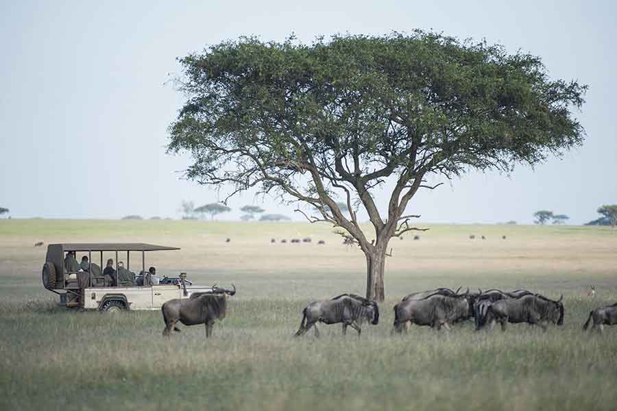 Singita-Grumeti-Game-Drive