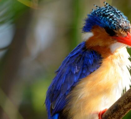 How to photograph birds on your safari
