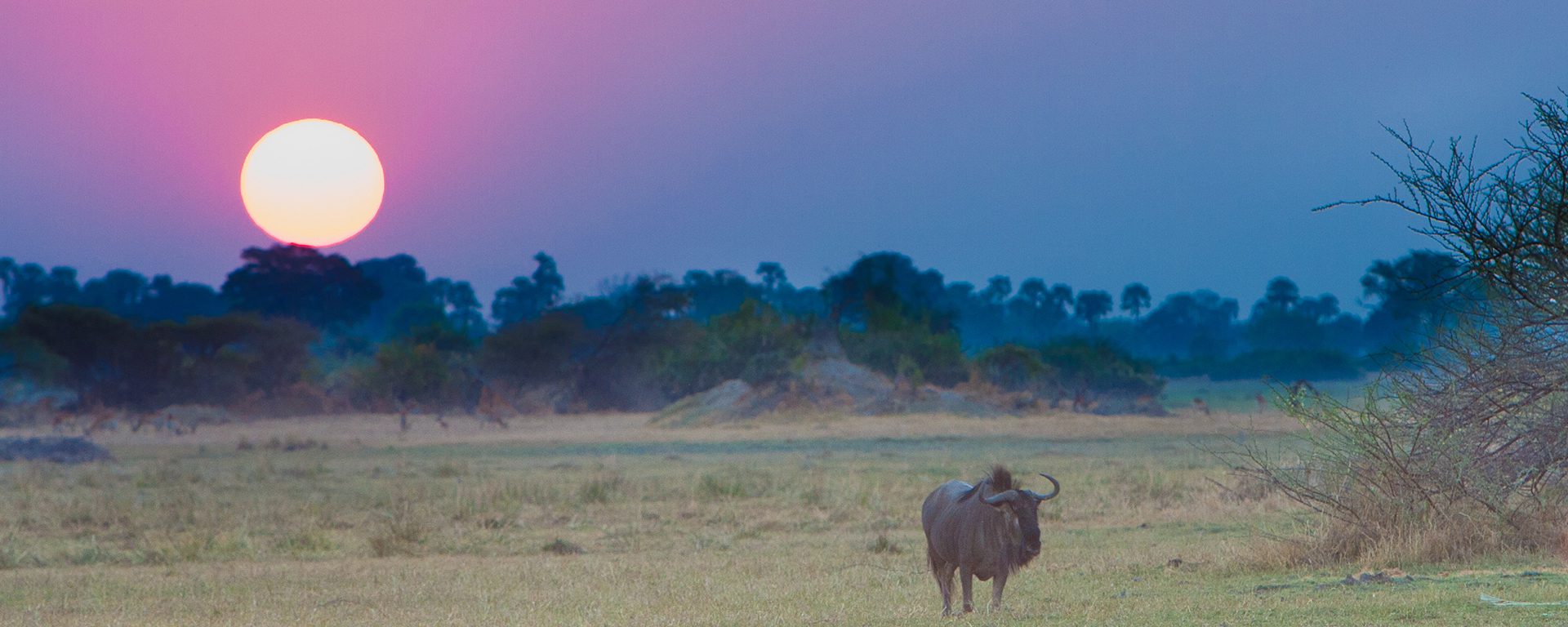 wildebeest_sunset