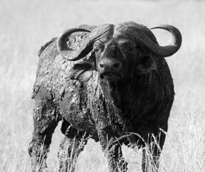 black-white-buffalo-bull