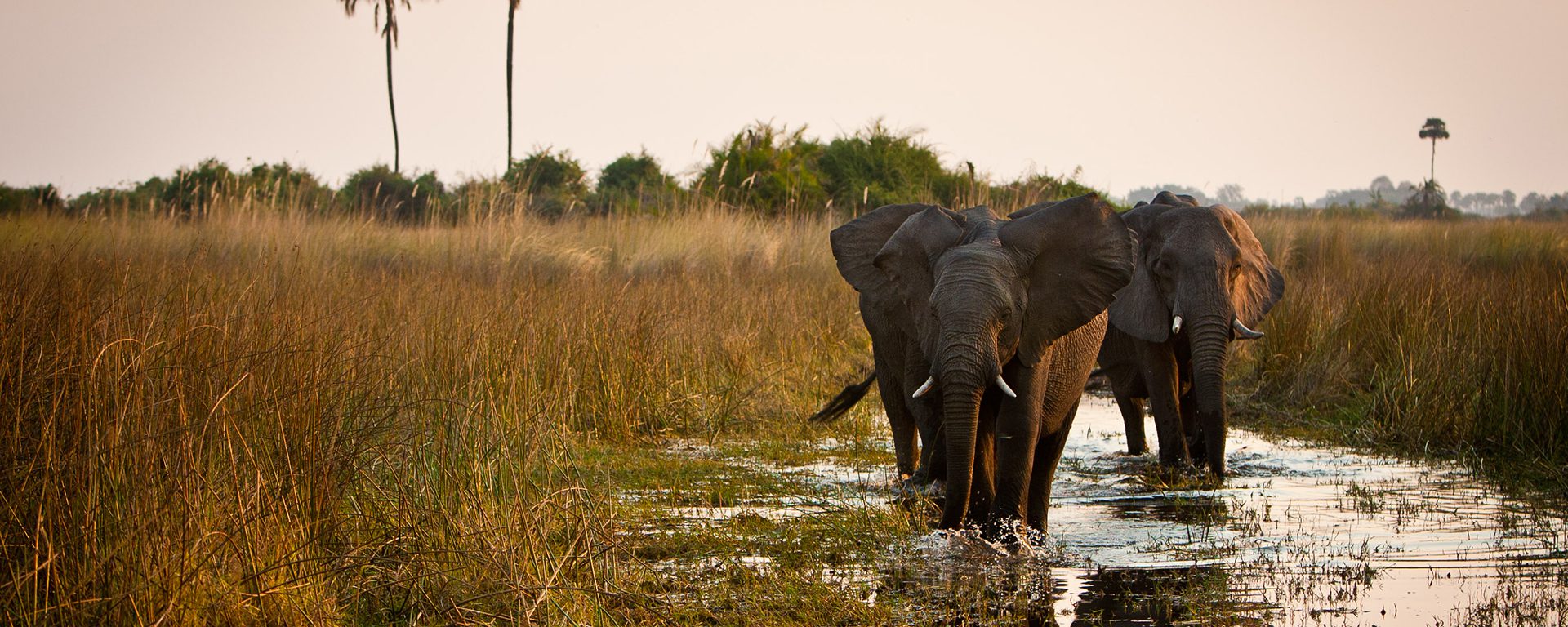 elephant-crossing