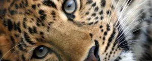 leopardo