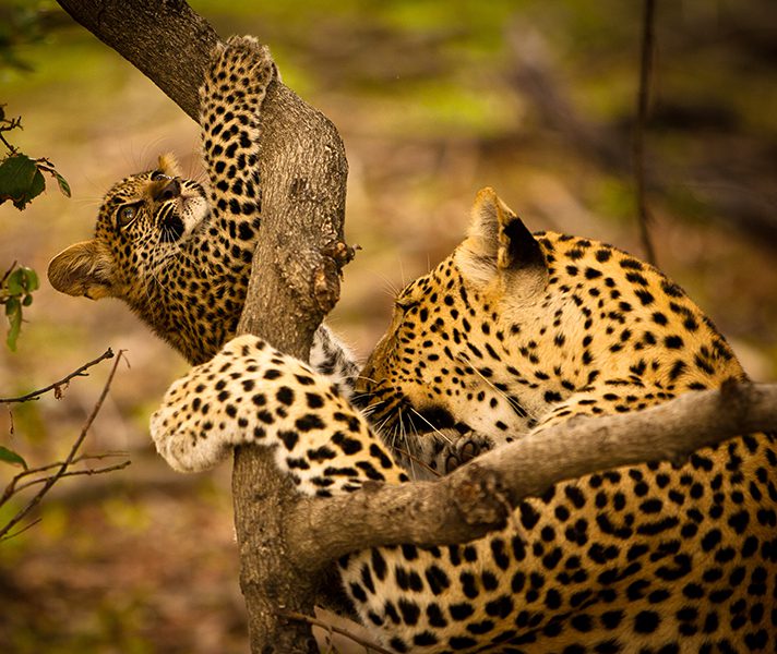 leopard-and-cub