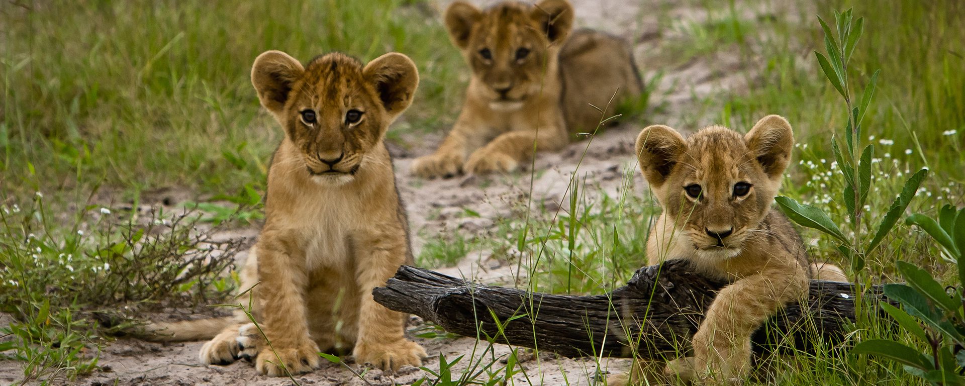 lion-cubs-2
