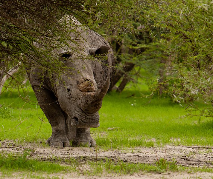 rhino-bull