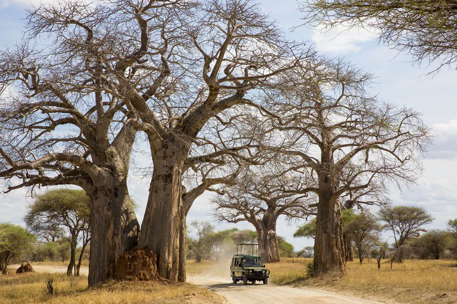 Game drive in Ruaha National Park, Tanzania | Go2Africa