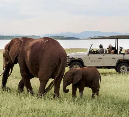 ¿Por qué es caro un safari africano?