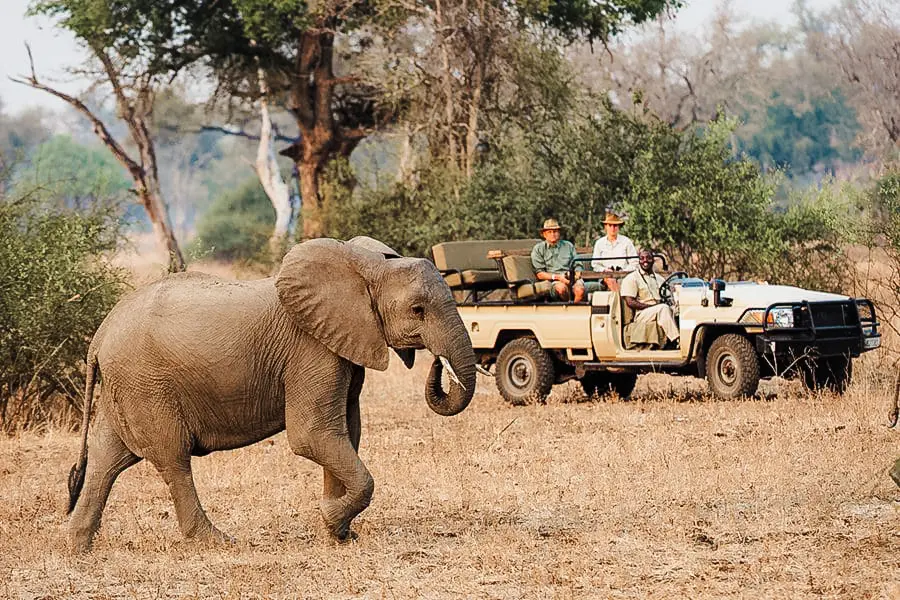 elefantes en un safari en Zambia | Go2Africa