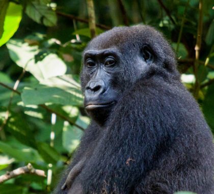 Congo Safari: Gorilla Trek
