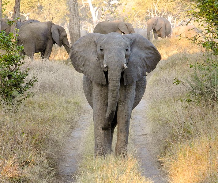 g2a_botswana_a-massive-breeding-herd-of-elephants-eating-and-bathing-in-mineral-salts-2_moremi
