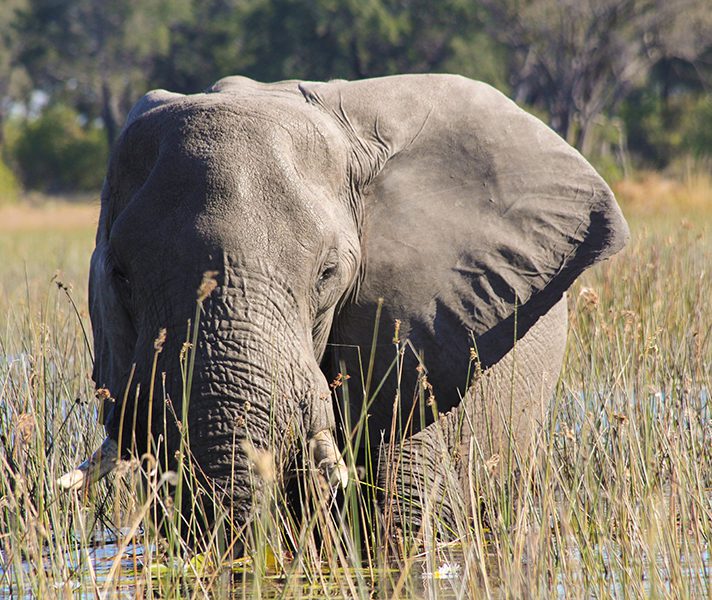 g2a_botswana_bull-elephant-water-lily-feeding-2_okavango