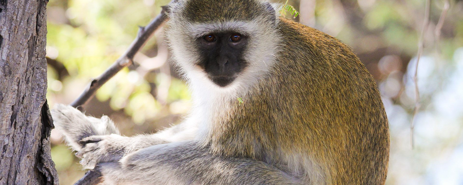 g2a_botswana_cheeky-vervet-monkeys-2_chobe