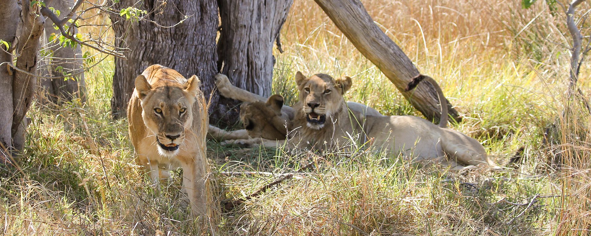 g2a_botswana_mamma-and-her-very-well-fed-teenage-cubs-2_moremi