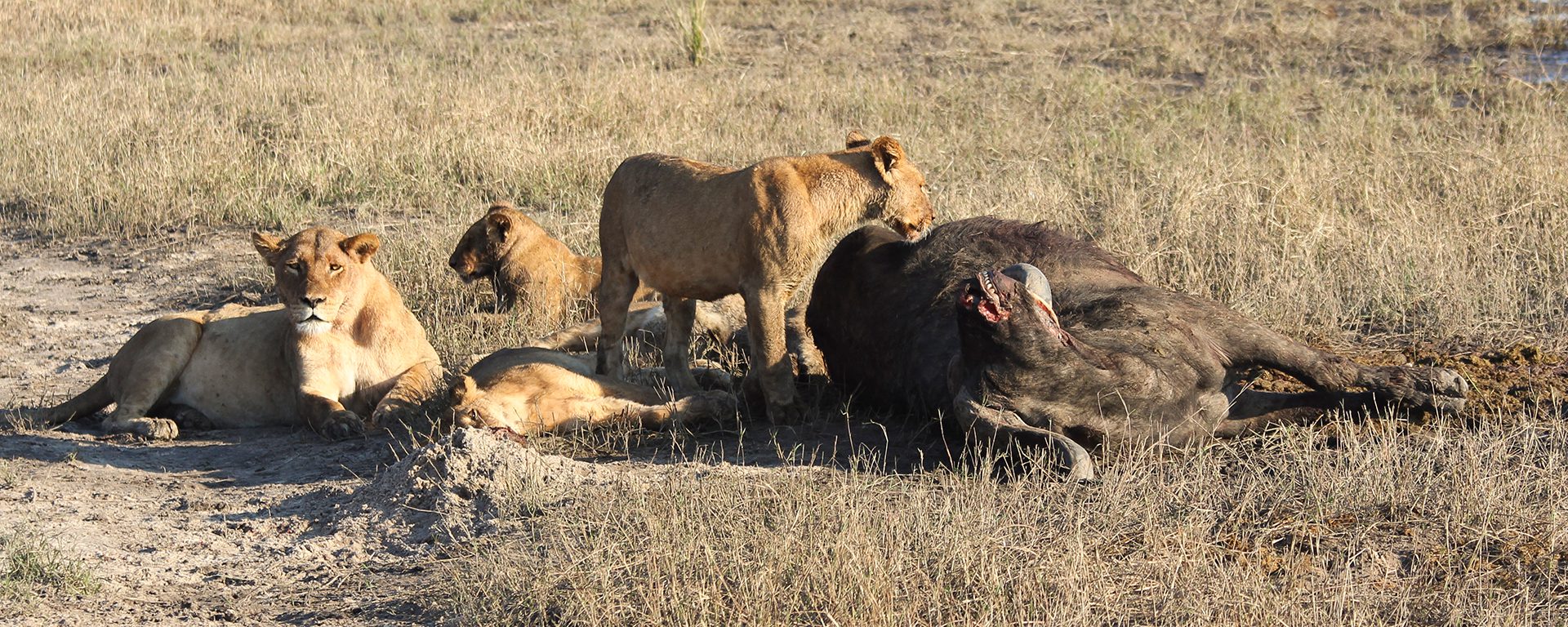 g2a_botswana_our-8-pack-and-their-morning-kill-a-buffalo-at-the-waters-edge-3_chobe