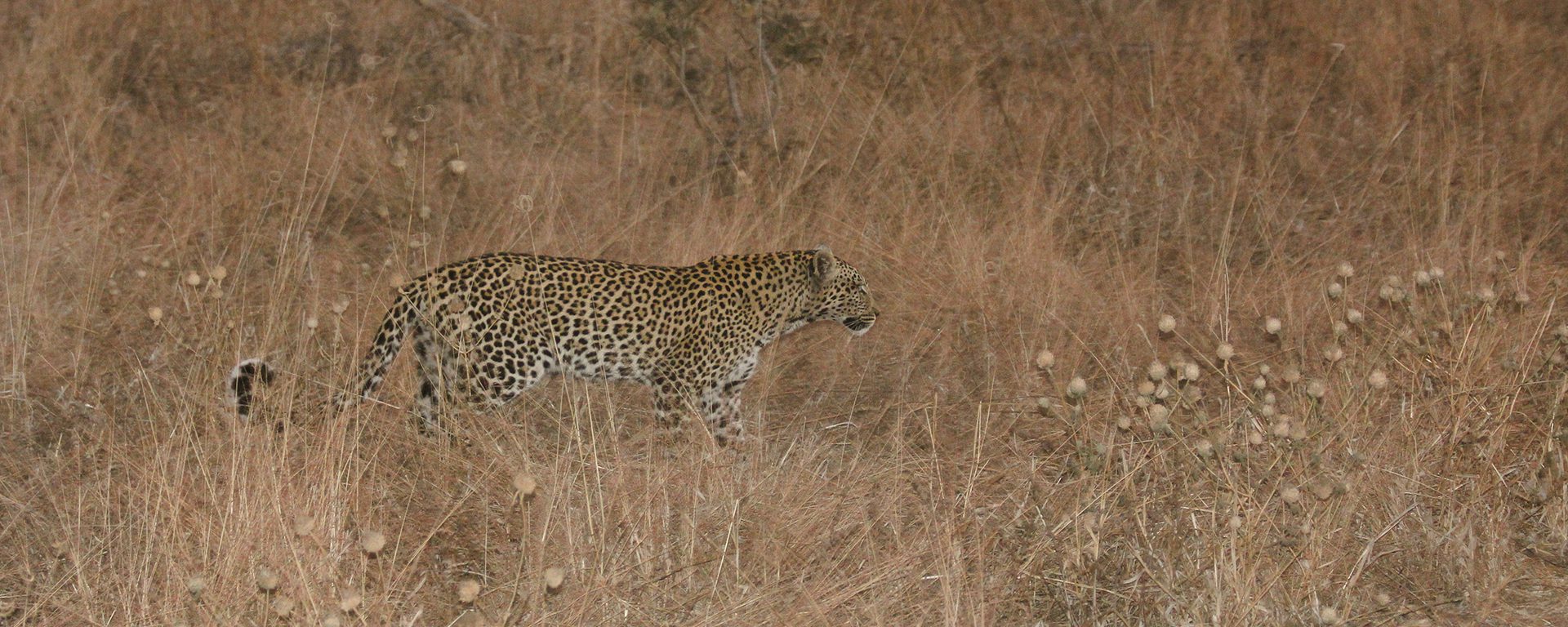 g2a_botswana_the-resident-leopard-we-tracked-her-for-2-days-2savute