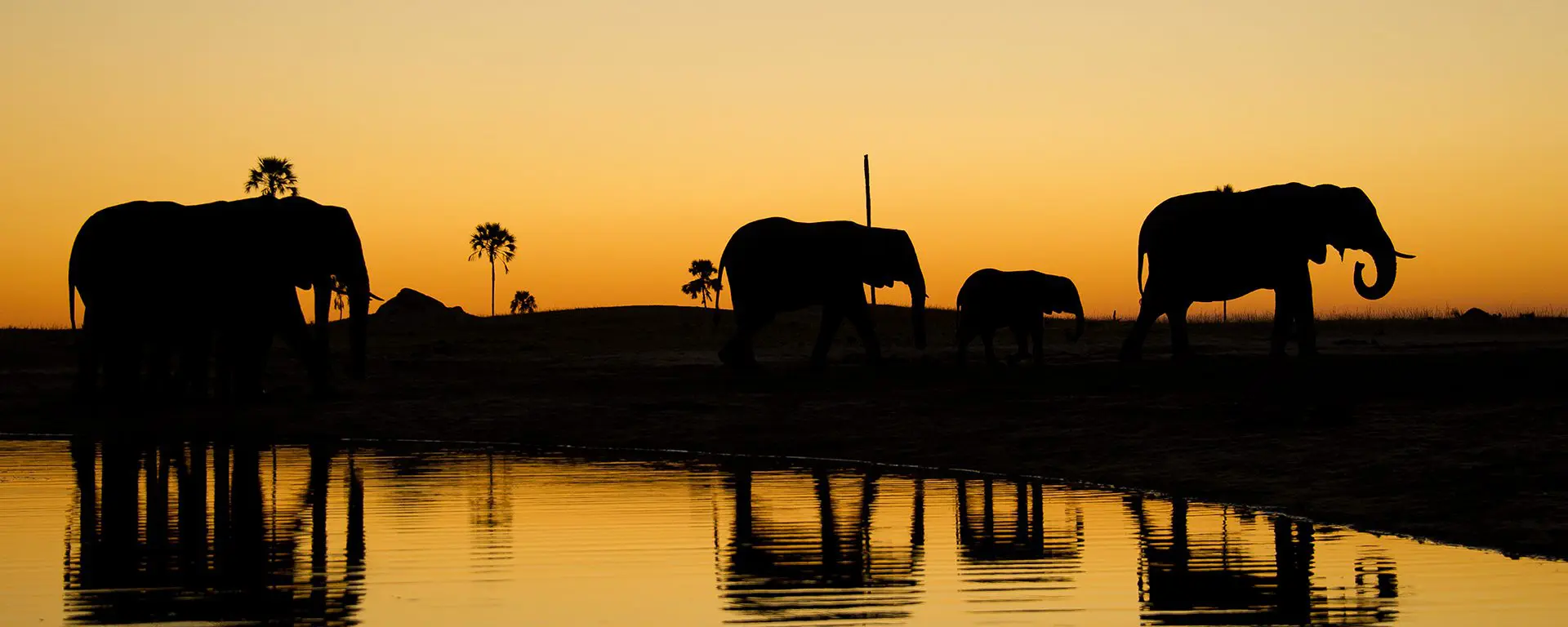 zimbabwe_little-makalolo_hwange_2011-10-262