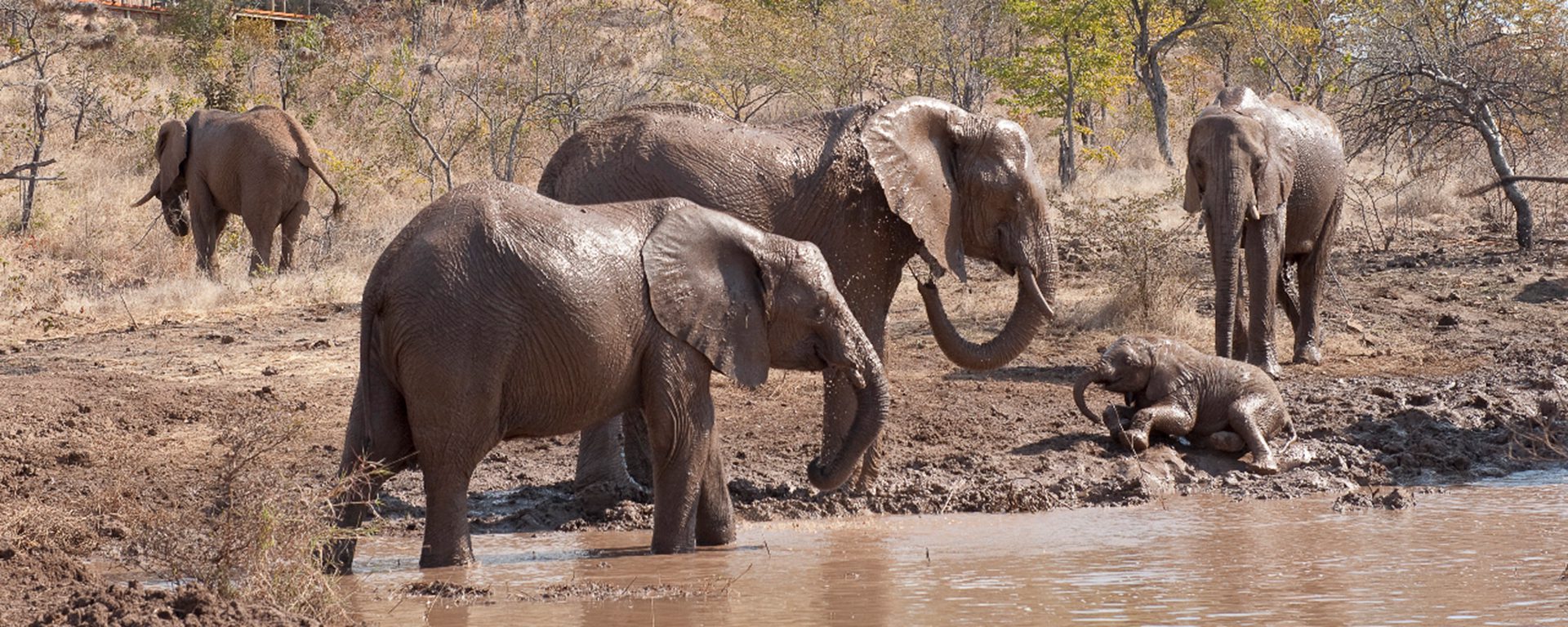 zimbabwe_the-elephant-camp_003
