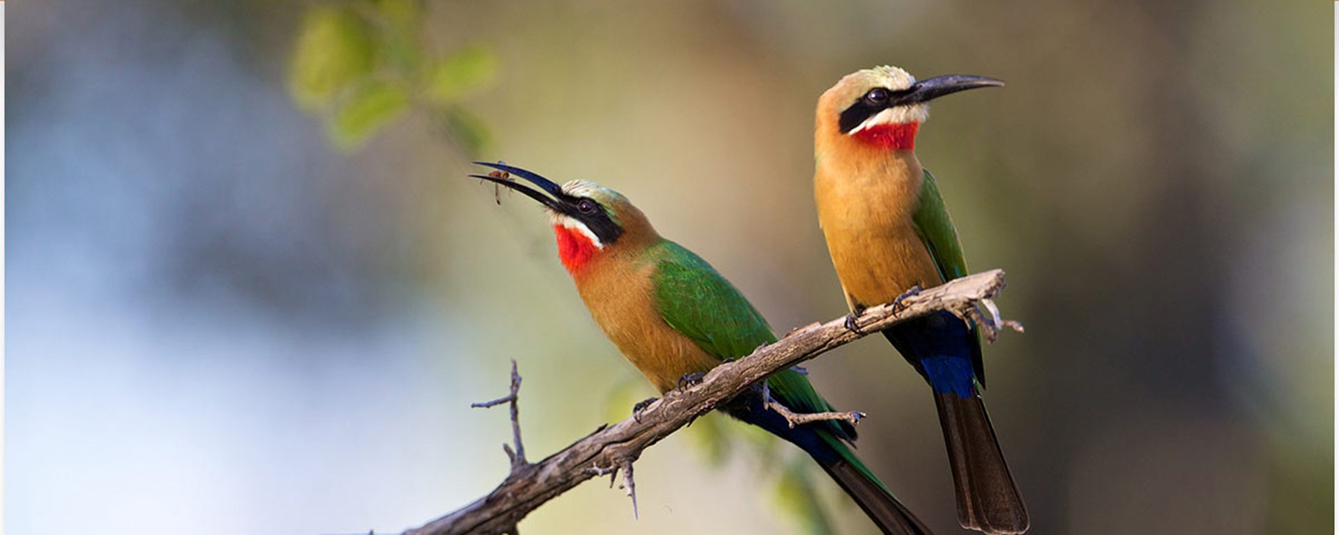 white-fronted-bee-eaters