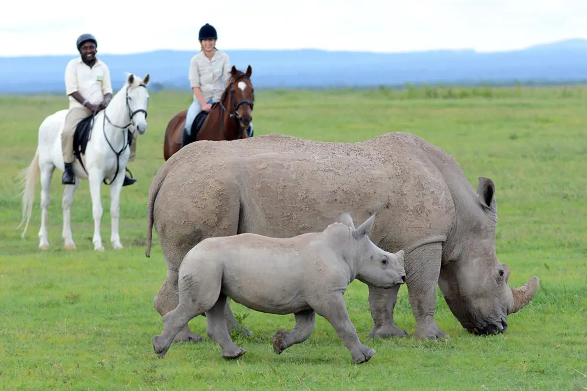 Two people on horses stand in the background while an adult and juvenile rhino stand in the foreground surrounding by lush grass | Go2Africa