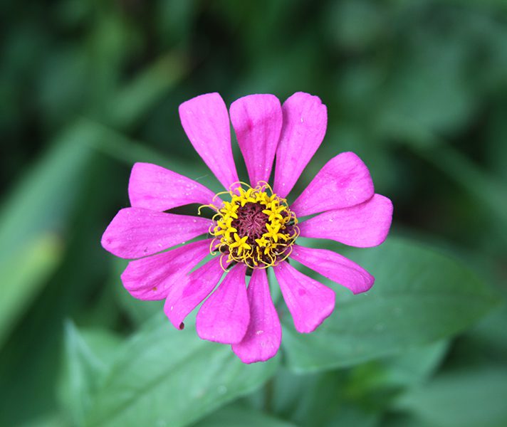 granny-mouse-flower