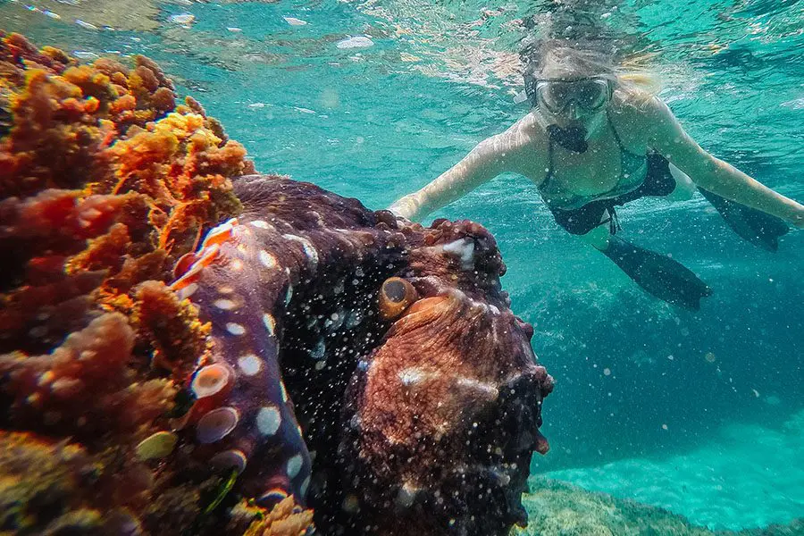 Snorkelling at Thonga Beach Lodge, South Africa | Go2Africa