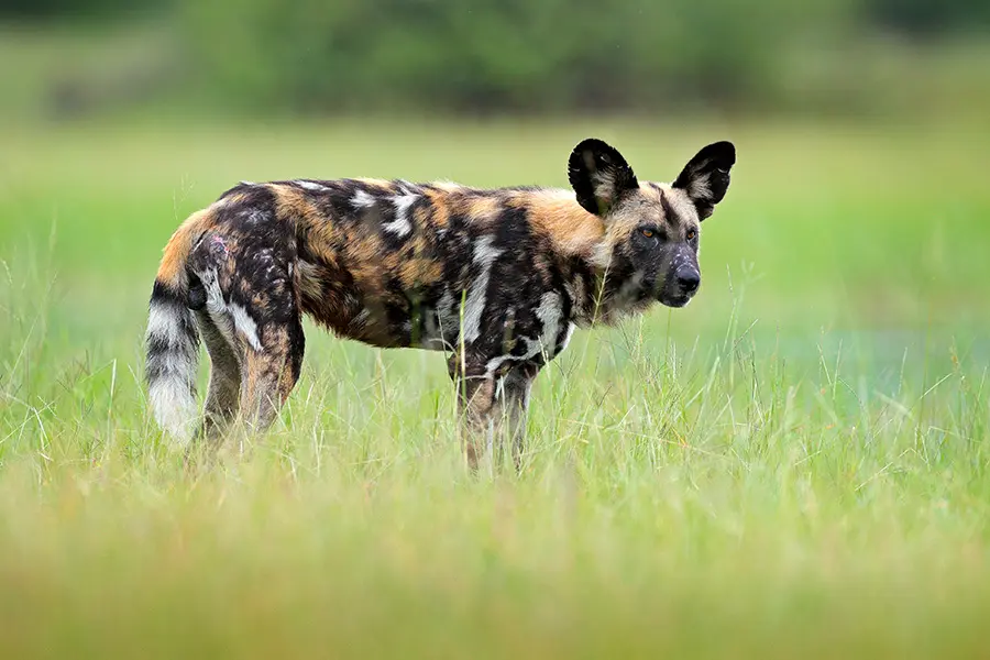 Perro salvaje africano en la hierba larga | Go2Africa