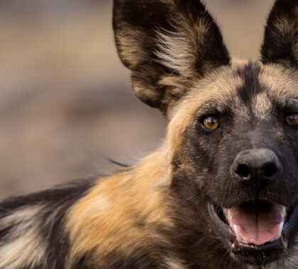 Best Places on Safari to See Wild Dogs