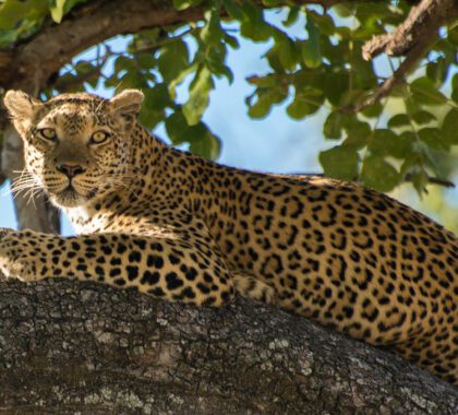 Where to Go in Africa to See Leopards