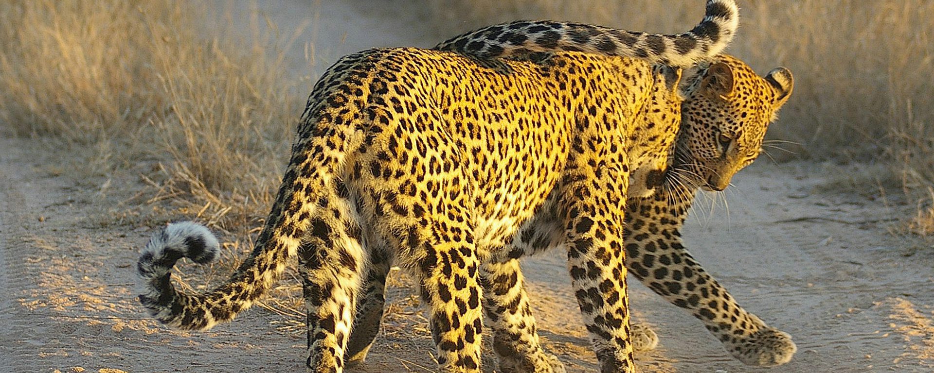 lion-sands-leopard-cubs-playing