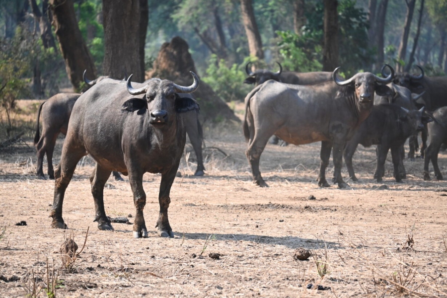 A herd of buffalo in Zambia | Go2Africa