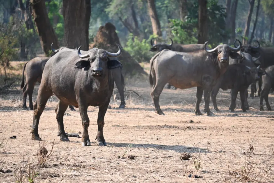 A herd of buffalo in Zambia | Go2Africa