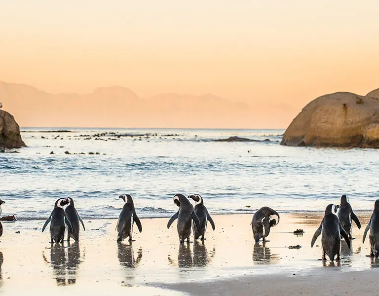 Penguins going for a dip in the ocean in Cape Town | Go2Africa