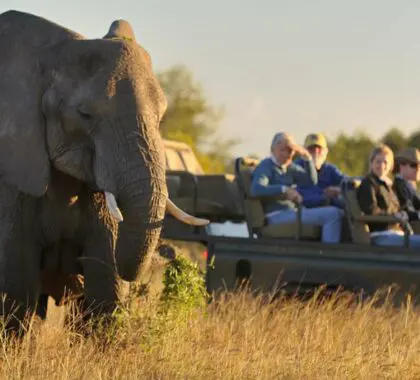 Guía para principiantes sobre safaris en Sudáfrica