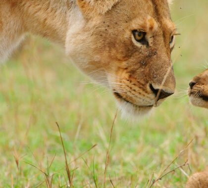 Lions of the Masai Mara