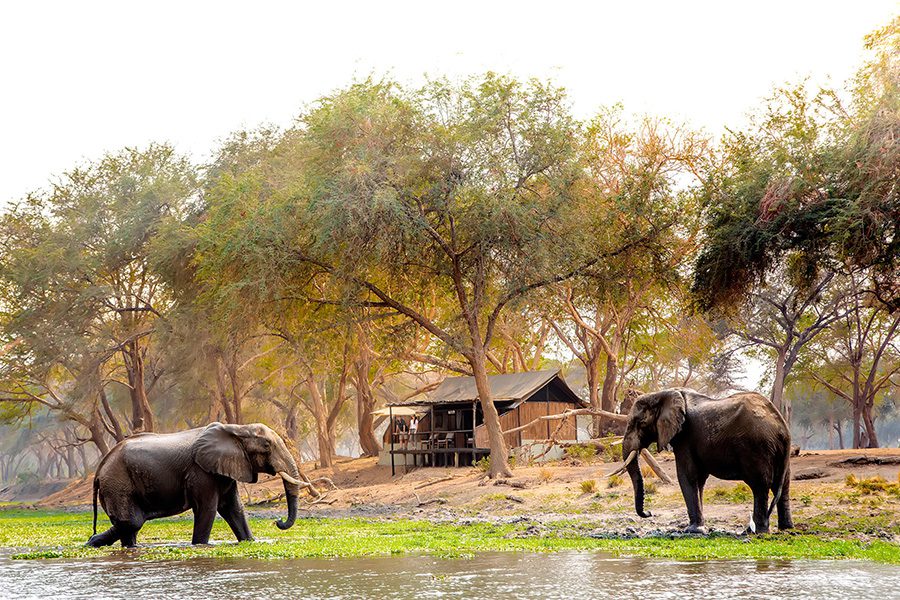 Elephants congregate around the Zambezi River in front of an Old Mondoro tent in Lower Zambezi National Park, Zambia.
