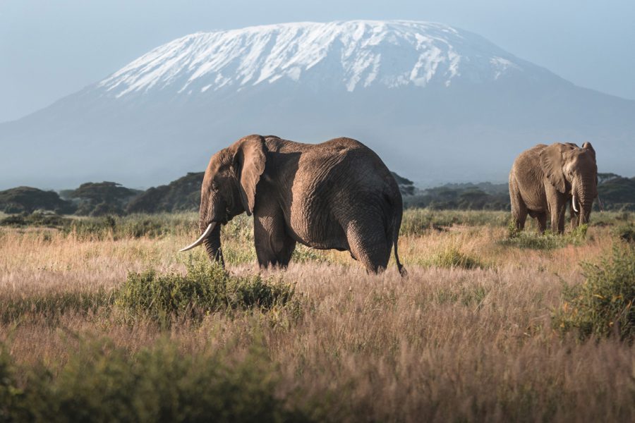 Elephants in Tanzania | Go2Africa