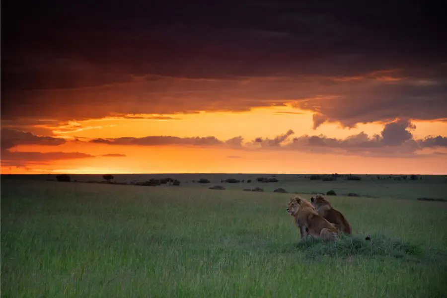 Masai Mara septentrional, Kenia | Go2Africa