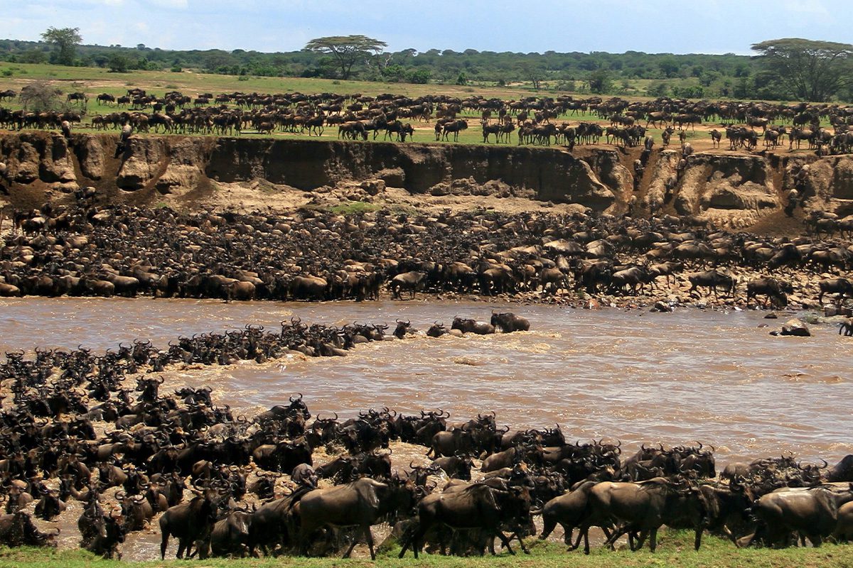 Serengeti Wildebeest Migration in the Mara Crater, East Africa