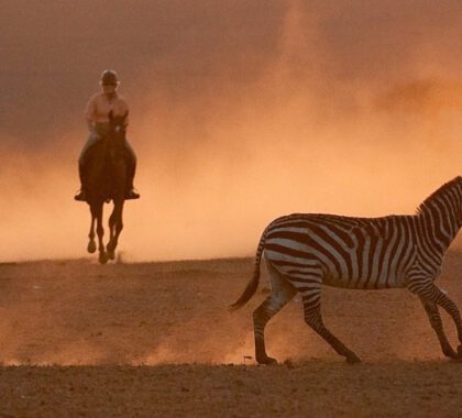 Four Alternatives to a Traditional Safari