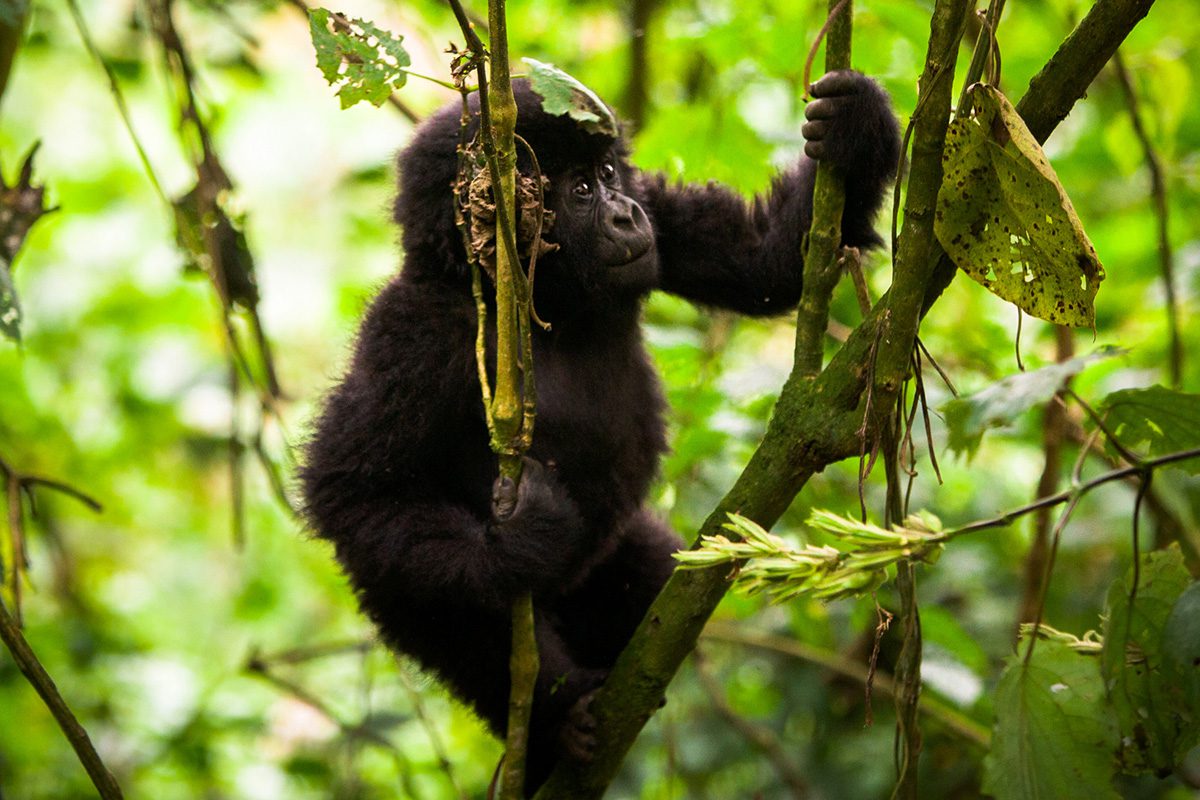 Seeing baby gorillas while trekking in Uganda