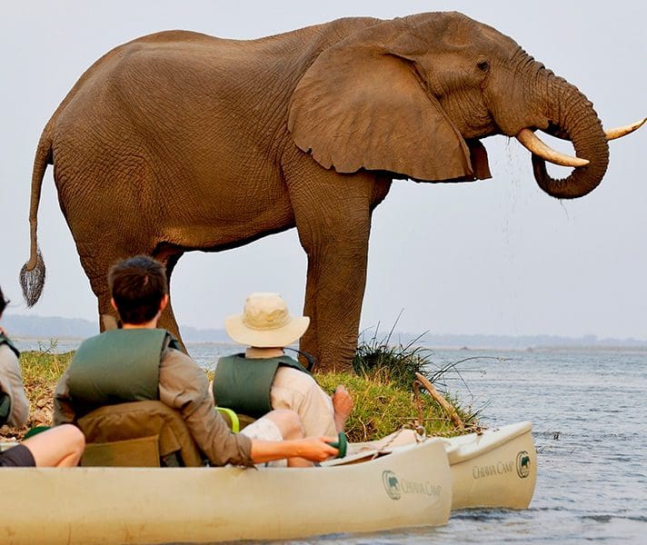 zambia_chiawa_cc-canoe-ele-drinking-2