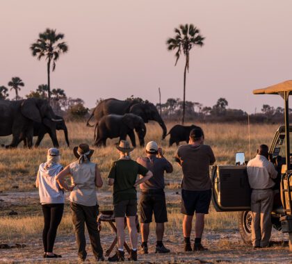 Best African Safari Tours: Our Top 10 Picks