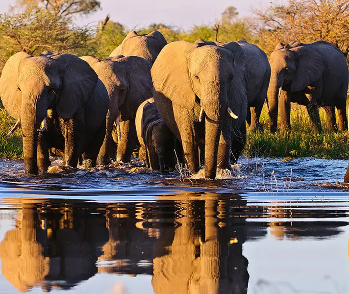 davidlloyd-cat1-elephants1