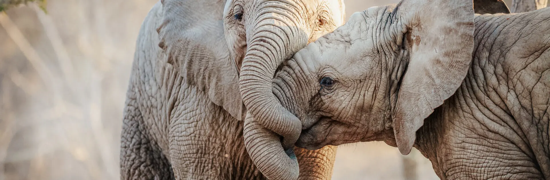 Dos elefantes jugando en el Parque Nacional Kruger, Sudáfrica.| Go2Africa