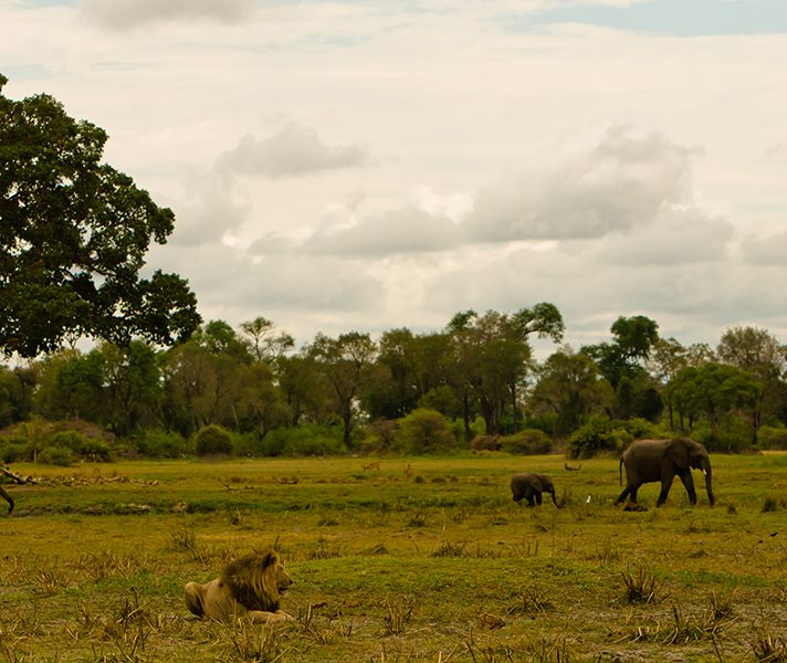 elephants-and-male-lion